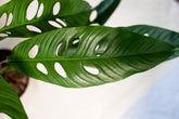 Rhaphidophora verstegii "narrow form"